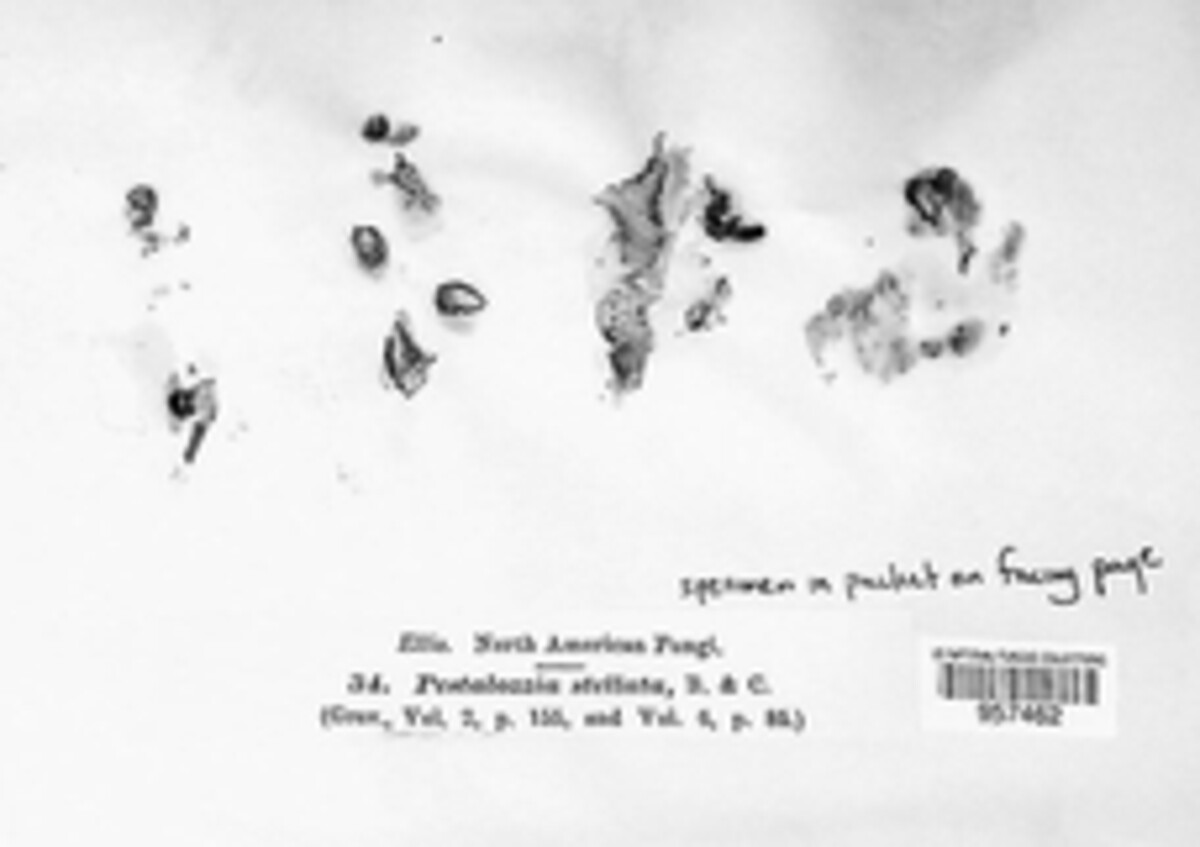 Pestalotiopsis stellata image